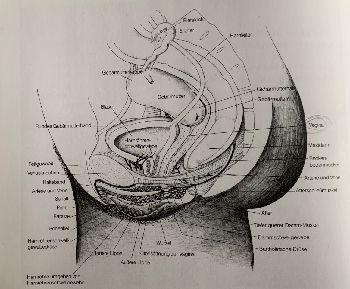 Grafik: Anatomie der Scheide/ Vagina und der weiblichen Sexualorgane (Klitoris, Gebärmutter etc.)