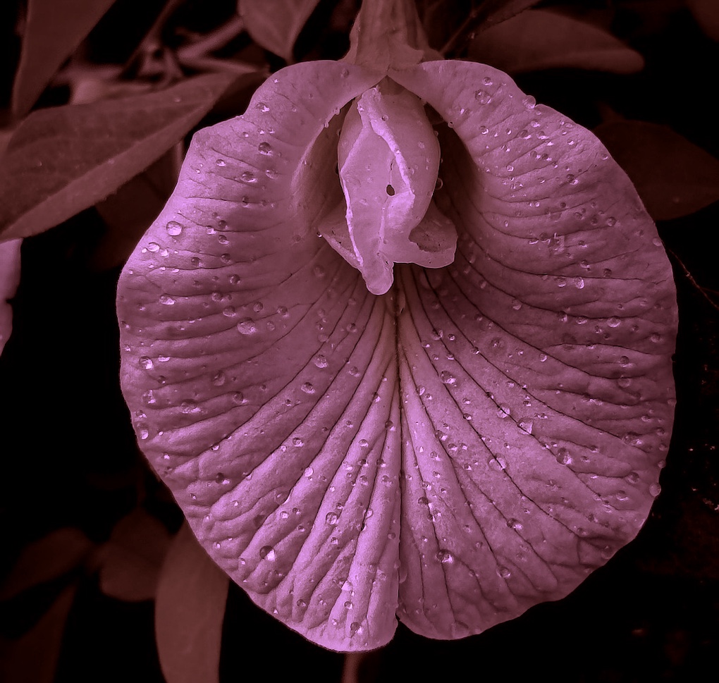 Leiern meine Schamlippen durch täglichen Sex aus?