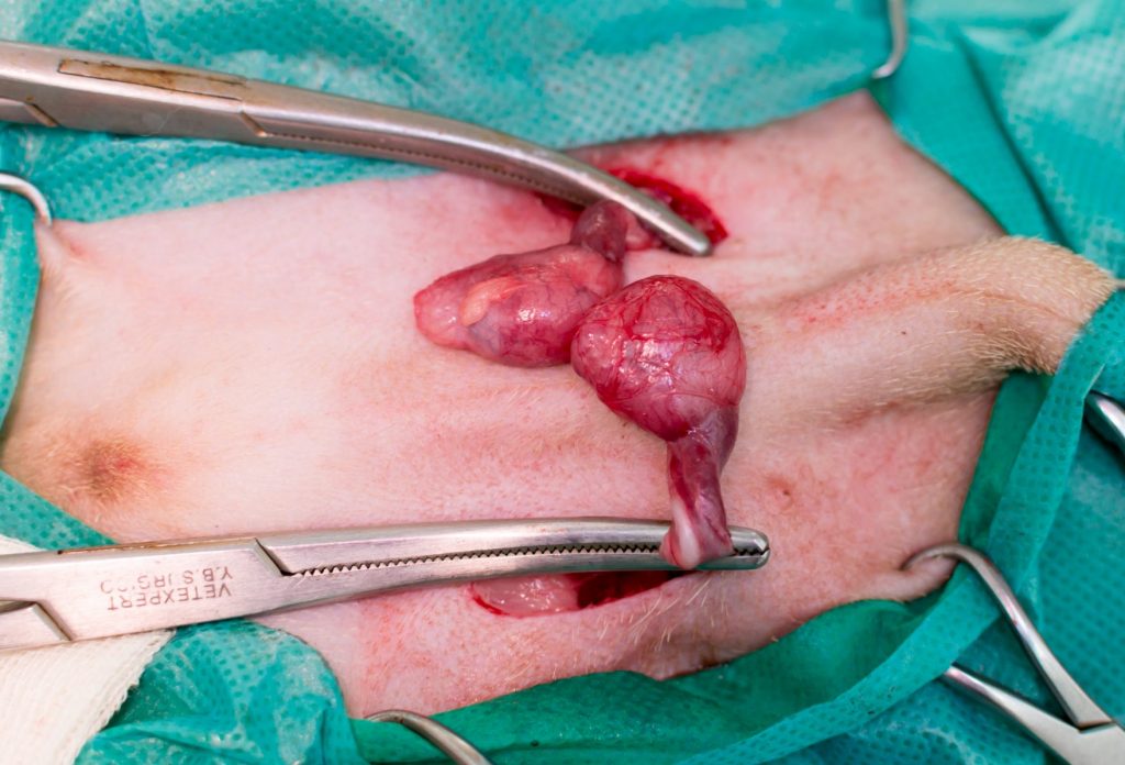 Können Hoden-Misshandlungen (z.B. ziehen, drücken) bleibende Schäden anrichten?