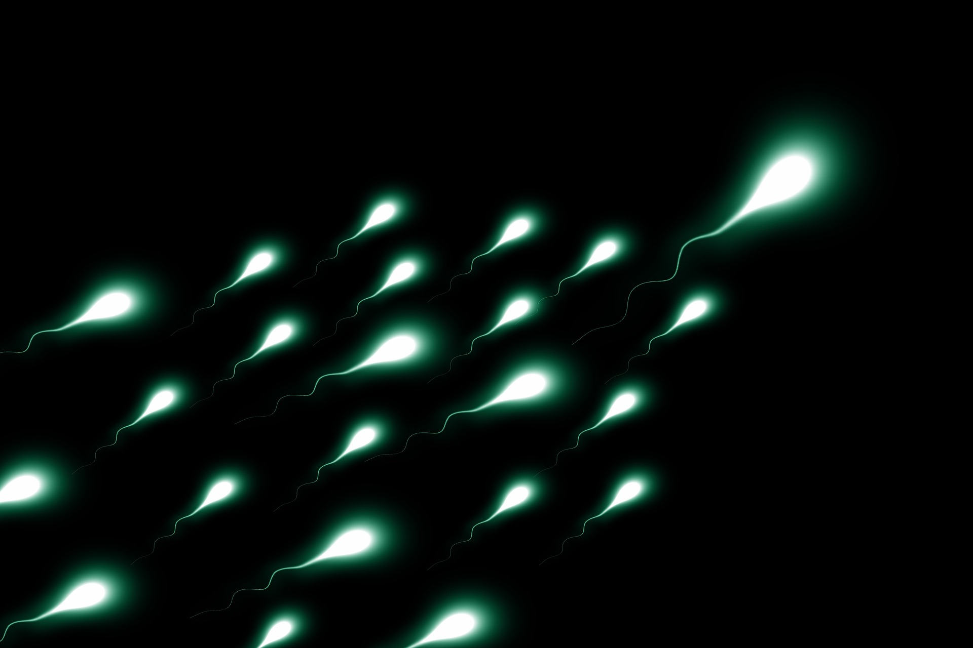 Fruchtbares, gesundes Sperma enthält viele und schnelle Spermien