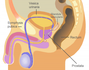 Grafik der Anatomie und Position der männlichen Prostata