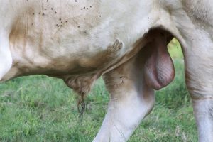 Seine / Meine Hoden sind so lang, hängen runter, ist man dann unfruchtbar?