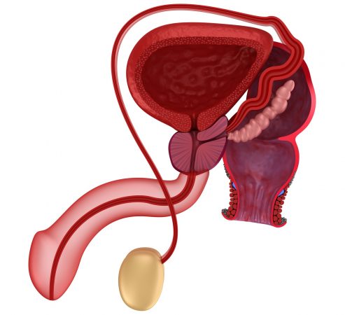 Schematische Grafik des Geschlechtsapparates des Mannes, Penis, Hoden, Samenleiter, Prostata, Blase
