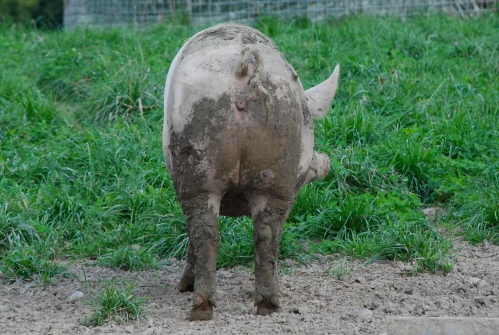 Nach dem Analverkehr gab´s eine fiese Sauerei – wegen Durchfall!
