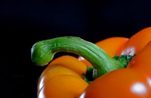 Peniskrümmung, Induratio Penis Plastica, IPP
