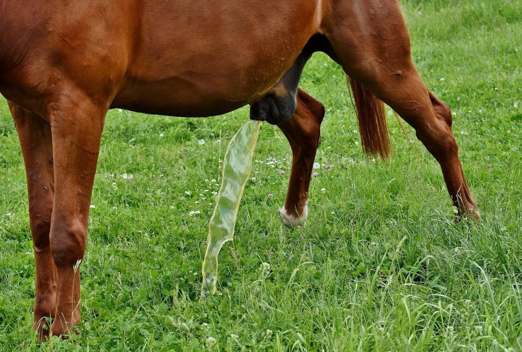 Ich pinkle in sie rein, ist das schädlich?