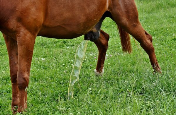 Pferd pinkelt oder pisst Urin bzw Harn