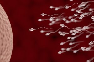 Spermien schwimmen auf Eizelle zu, befruchten