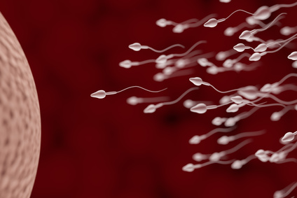 Was fördert die Fruchtbarkeit des Mannes? Was lähmt oder zerstört die Spermien, was macht sie schnell und fruchtbar?