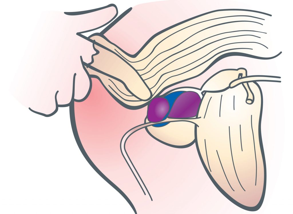 Prostata-Stimulation: Wie macht man das und gibt´s dafür Sextoys?