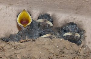 Oralsex bis zum Ende mit Schlucken, das machen nicht alle Frauen